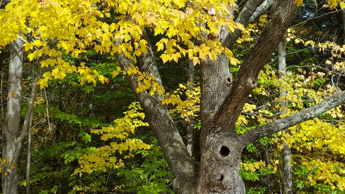 Tree nature forest branch Photo