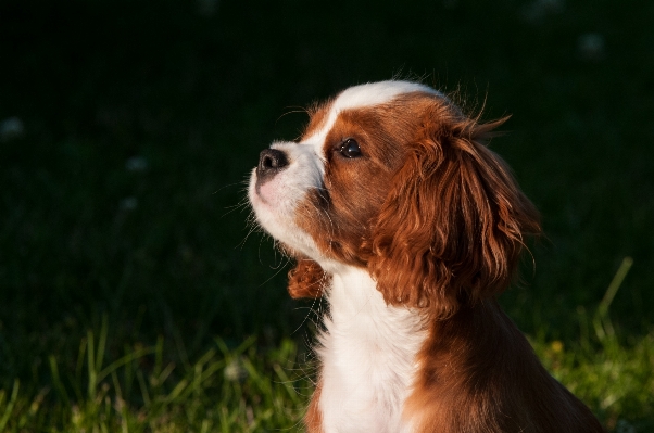 Foto Cucciolo cane animale domestico mammifero