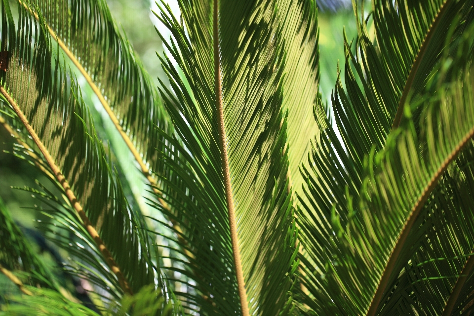 Tree branch plant field