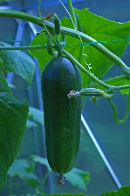 Foto Alam tanaman buah bunga