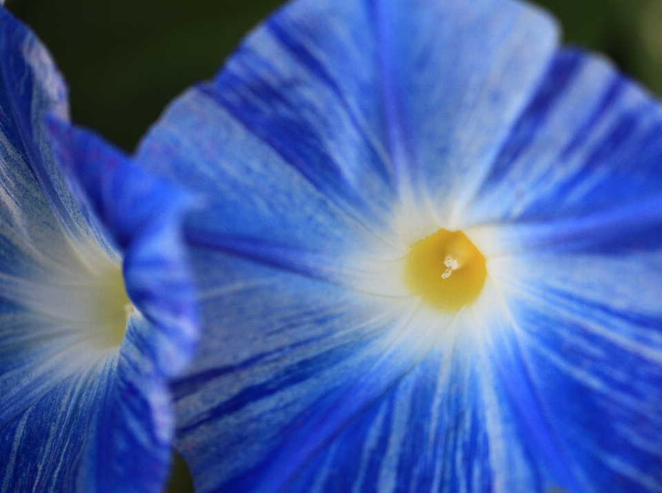 Planta fotografía luz de sol flor