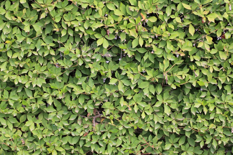 树 植物 叶子 花