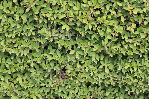 Tree plant leaf flower Photo