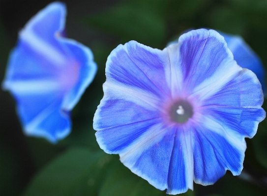 Foto Tanaman bunga daun biru