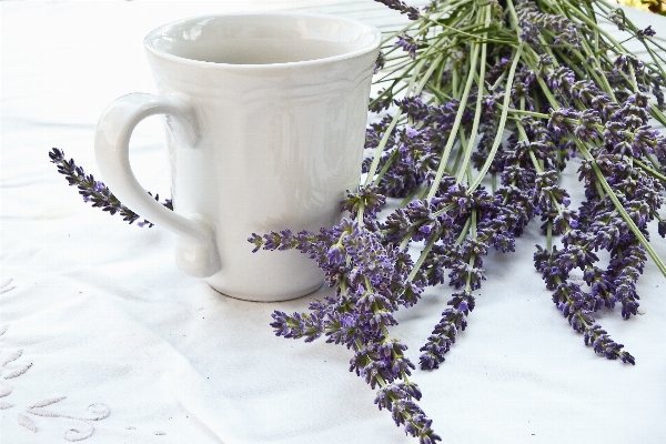 White flower cup herb Photo