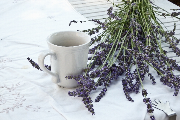 Photo Bifurquer blanc fleur tasse