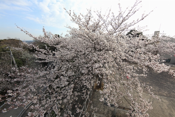 Tree blossom plant flower Photo