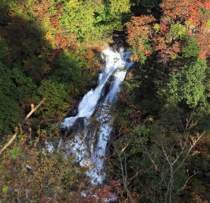 나무 물 자연 숲 사진