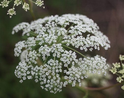 Branch blossom plant flower Photo