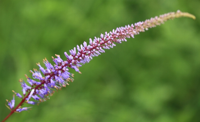 Photo Nature herbe usine prairie
