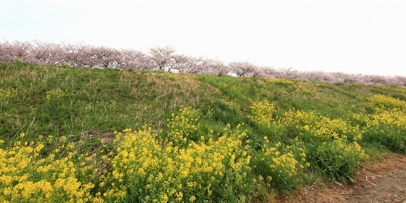 Blüte anlage feld wiese
 Foto