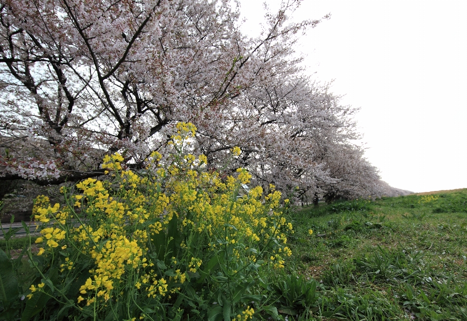 Zweig blüte anlage wiese
