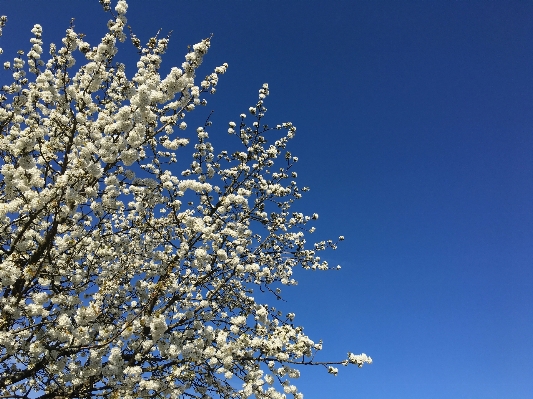 Tree nature branch blossom Photo