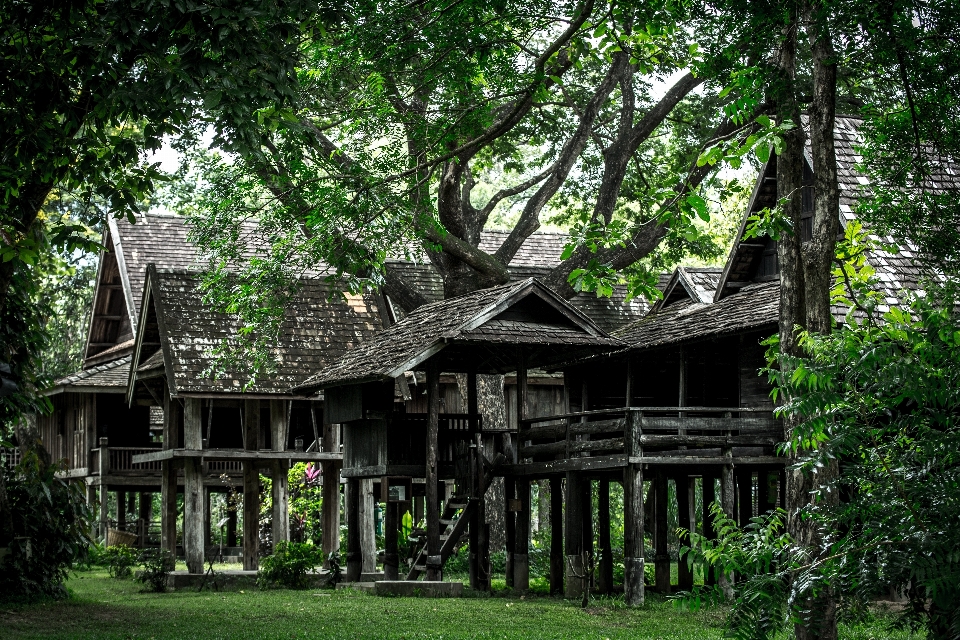 Arbre forêt architecture loger