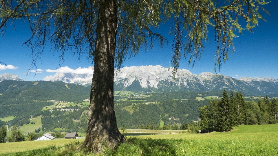 Paisagem árvore natureza floresta