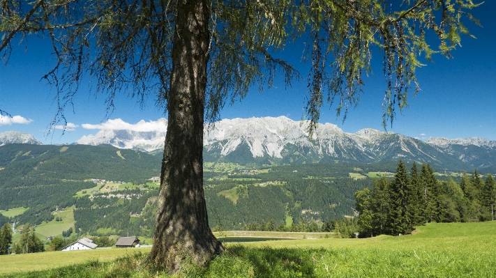 Landscape tree nature forest Photo