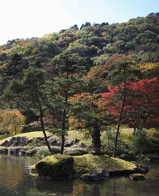 Landscape tree nature forest Photo