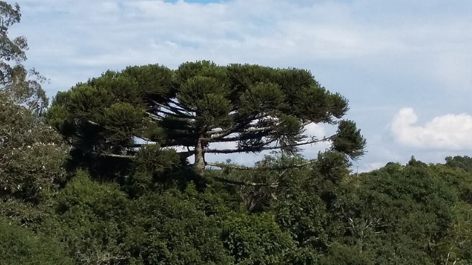 árbol naturaleza bosque desierto
