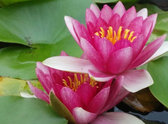 Foto Planta flor pétalo rosa