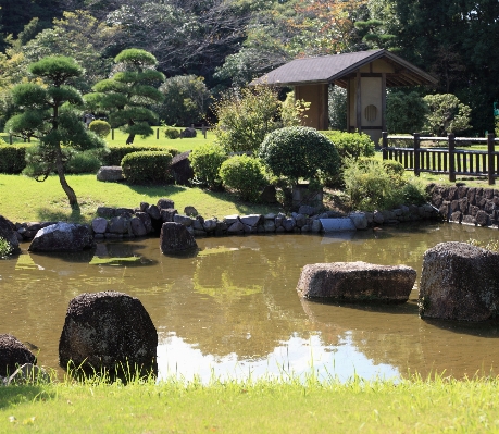 Tree flower panorama pond Photo