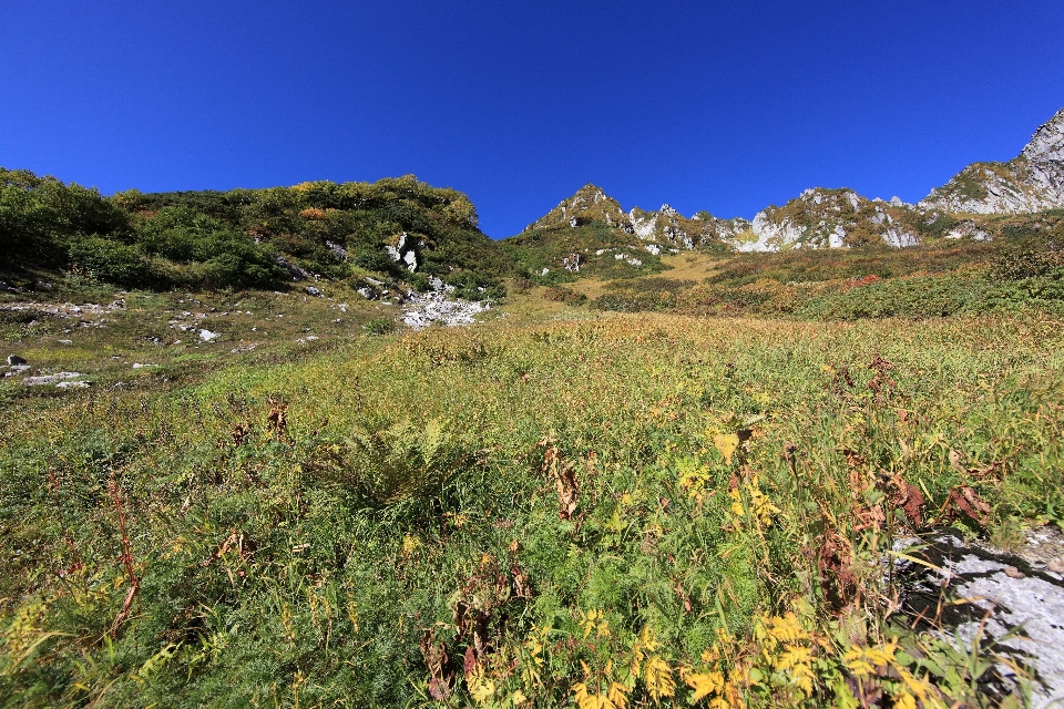 Landschaft baum gras wildnis
