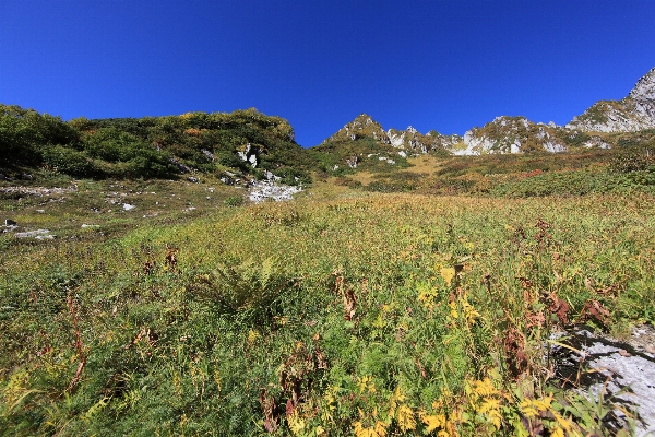 Landscape tree grass wilderness Photo