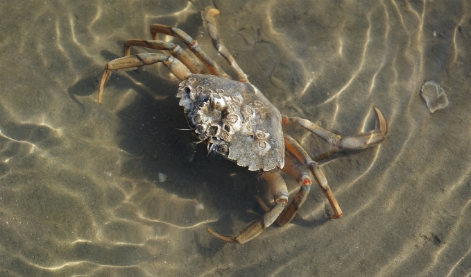 Foto Cibo biologia frutti di mare crostacei