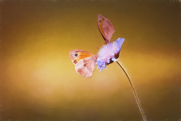 Natur blüte flügel fotografie Foto