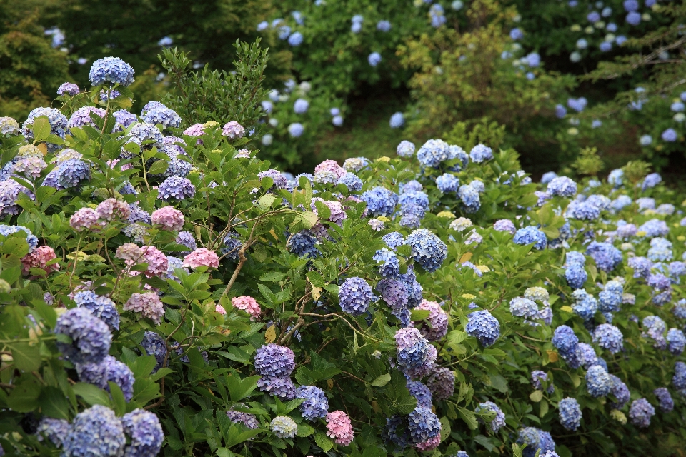 Blossom plant meadow flower