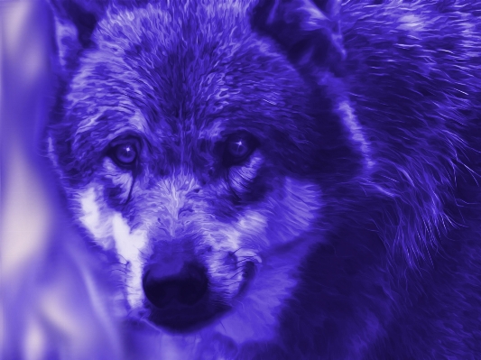 Mystical mammal blue wolf Photo