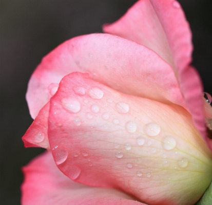 Blossom plant photography flower Photo