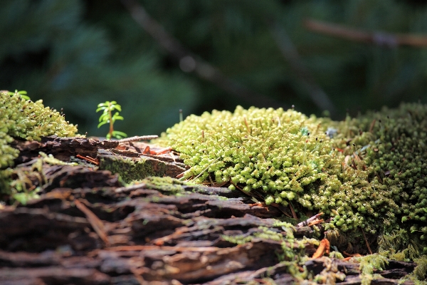 Tree nature forest branch Photo