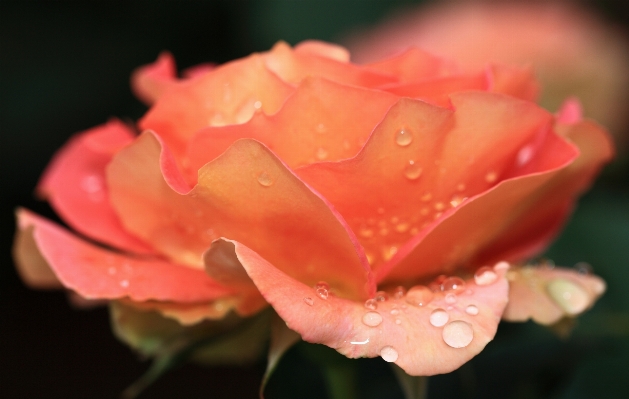 Blossom dew plant photography Photo