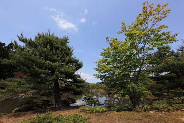 Landscape tree forest grass Photo