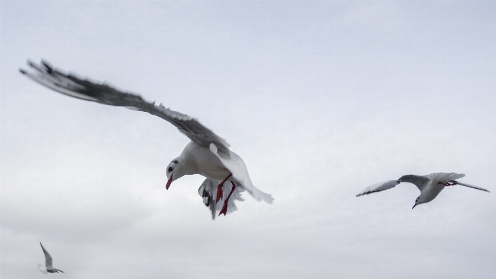 Photo Mer eau nature oiseau