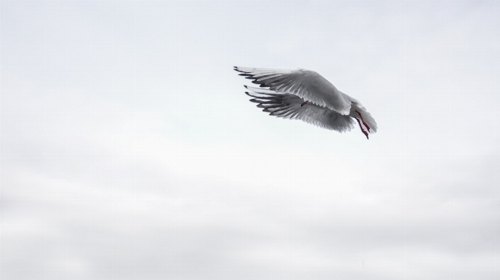 Photo Mer eau nature oiseau