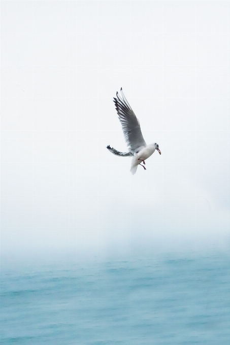 Mer eau nature oiseau