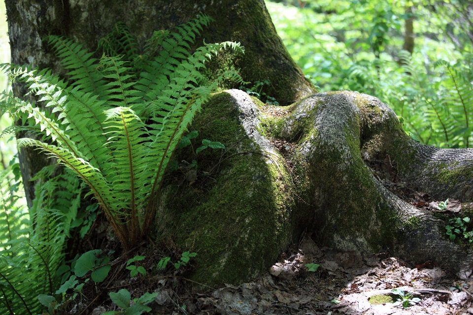 árbol bosque pantano planta