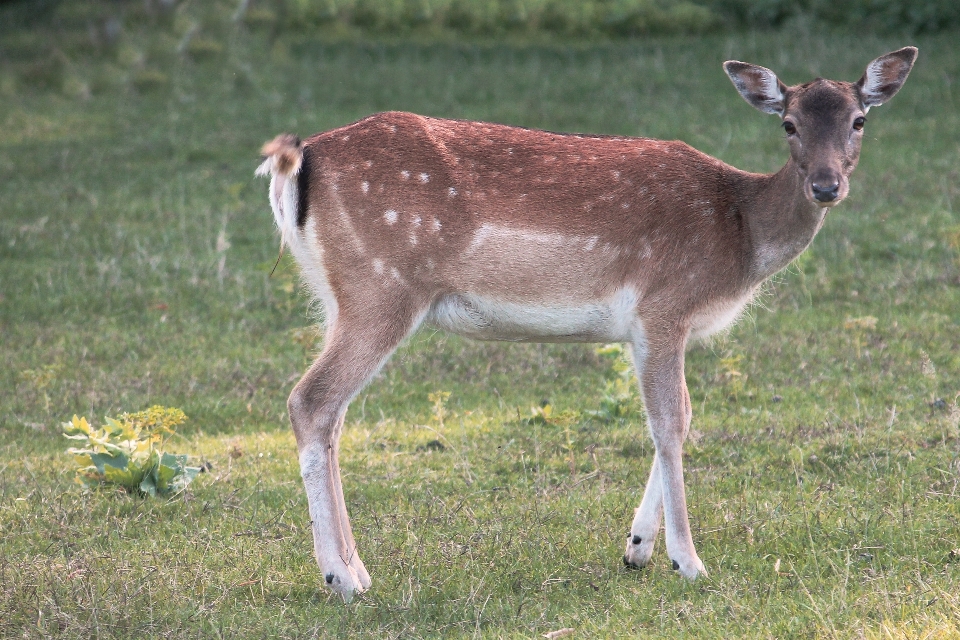 Nature animal wildlife deer