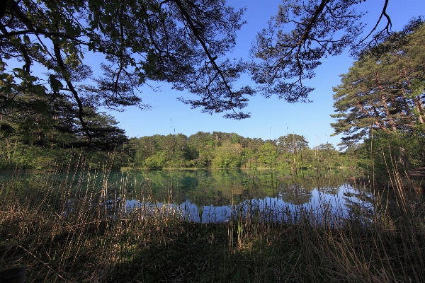 Landscape tree nature forest Photo