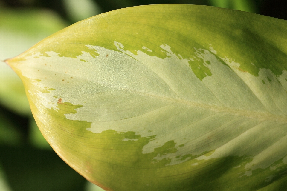 Pianta fotografia foglia fiore