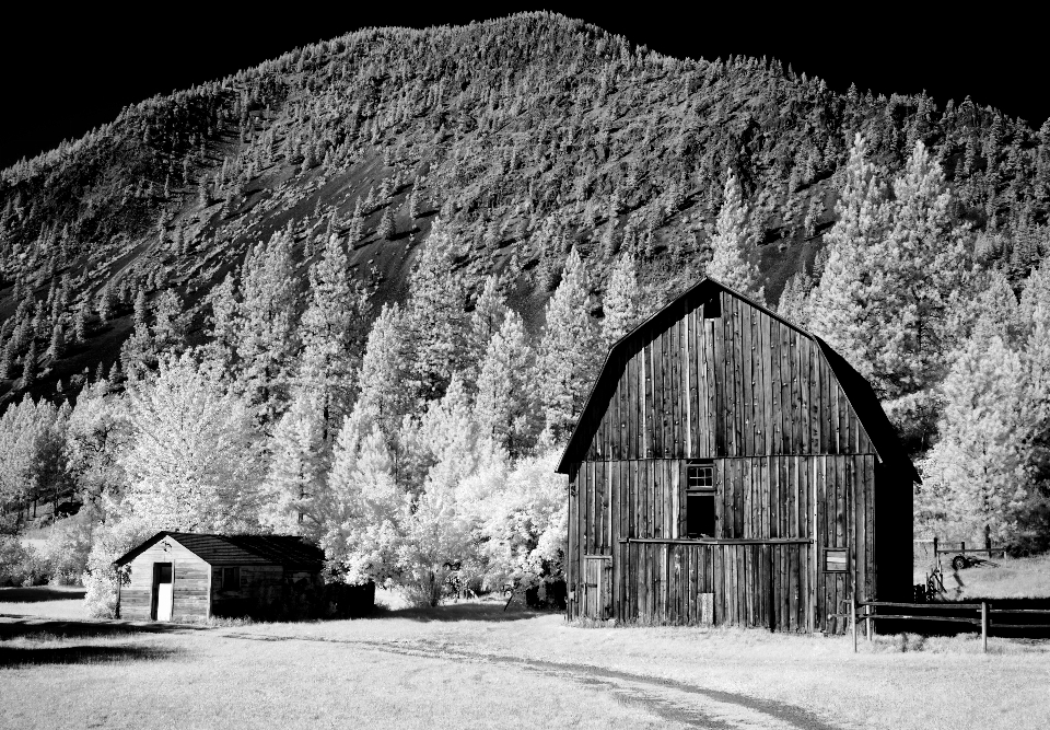 Paisaje naturaleza césped nieve