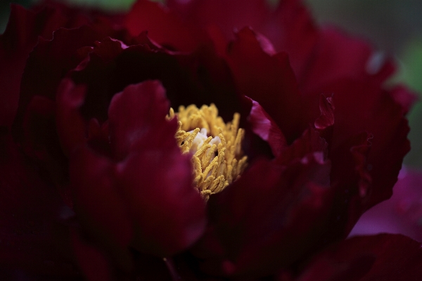 Blossom plant flower petal Photo