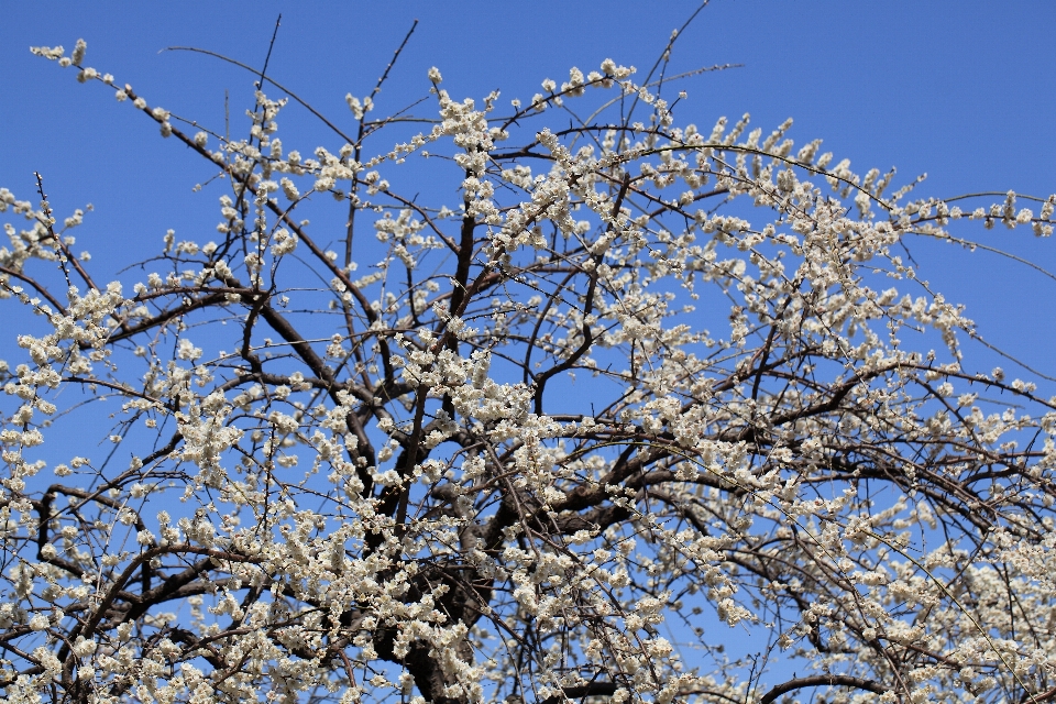 árbol rama florecer invierno