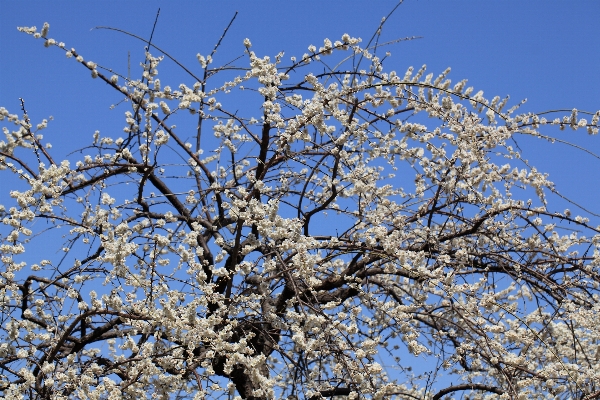 木 ブランチ 花 冬 写真