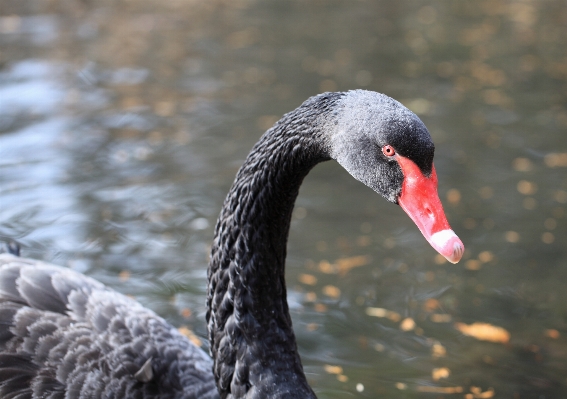 Photo Oiseau aile faune haut