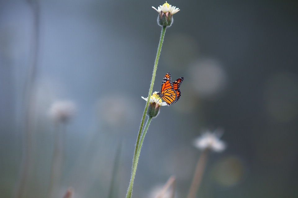 Natur blüte anlage fotografie