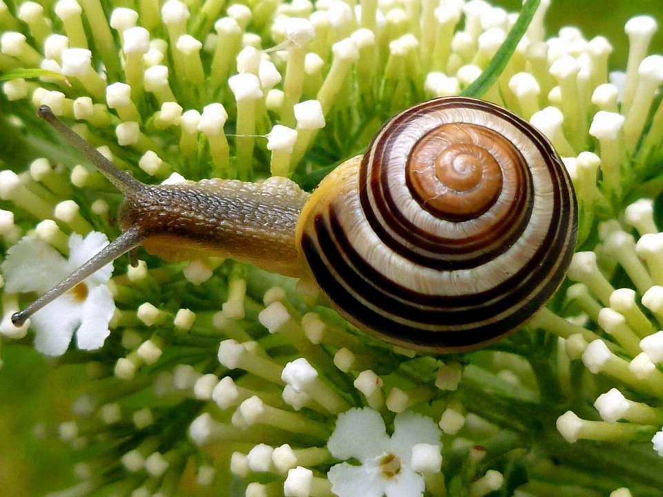 Natura biały spirala zwierzę