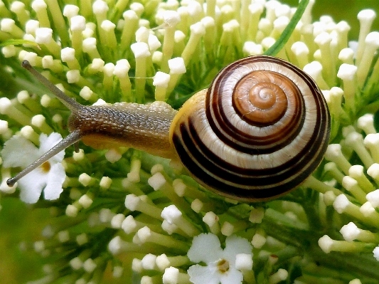 Nature white spiral animal Photo