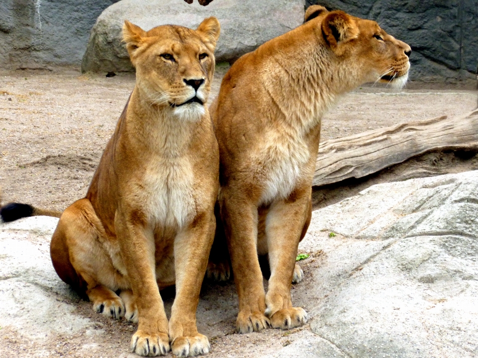 Nature femme faune zoo